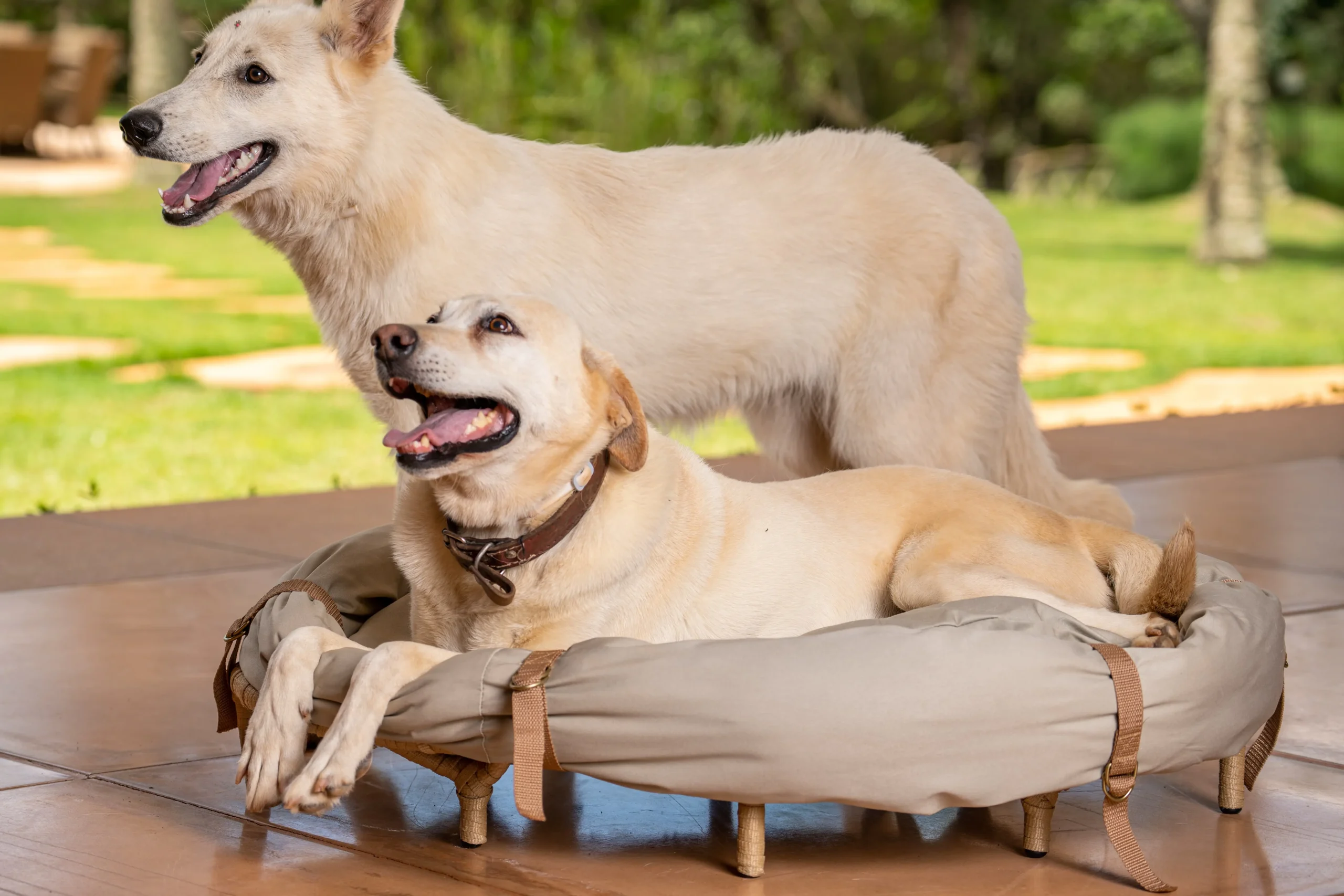 Cama Pet Safari - 2