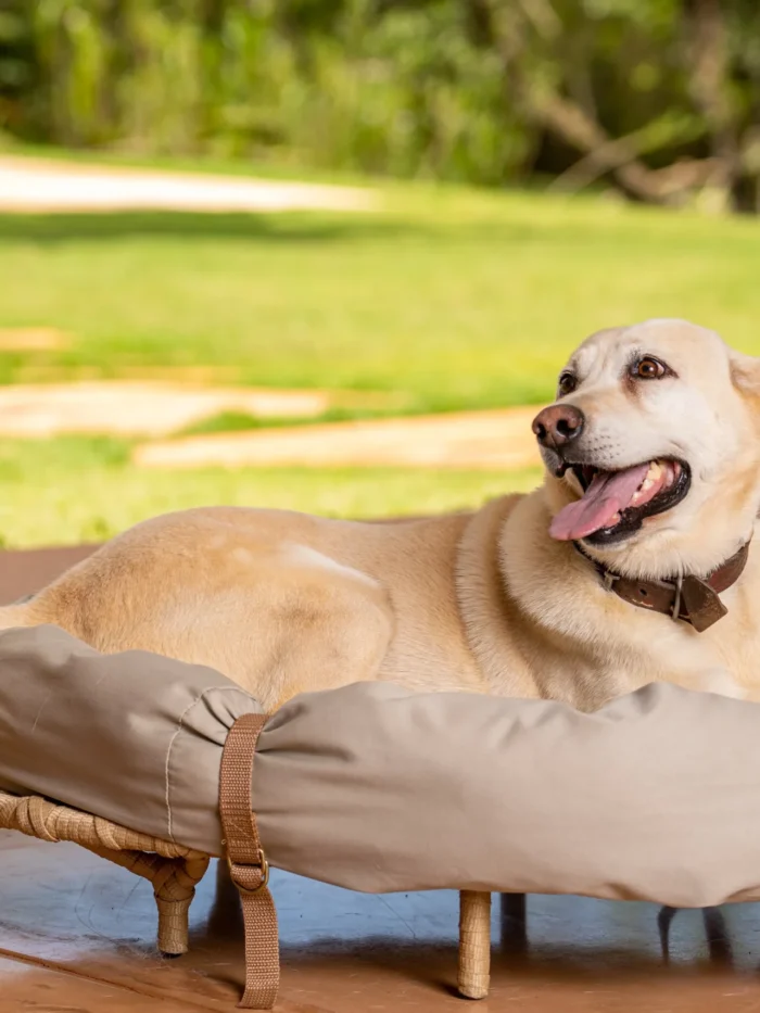 Cama Pet Safari
